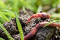 Lombrichi rossi nel terreno, fotografia agricoltura biologica e orticoltura