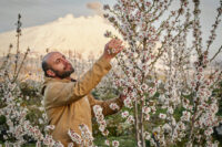 Uomo che raccoglie fiori da un albero in fiore in primavera, all'aperto