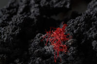 Pistilli di zafferano rosso su superficie lavica, spezia pregiata fotografia macro ingrediente